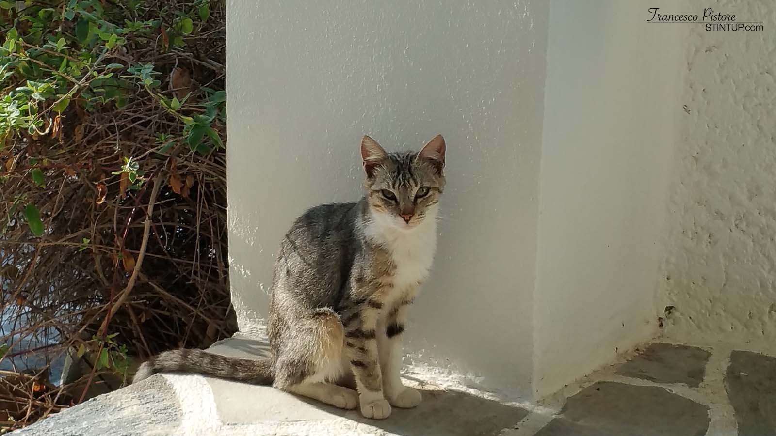 Uno dei tanti gatti in attesa di cibo fuori dalla porta della stanza 