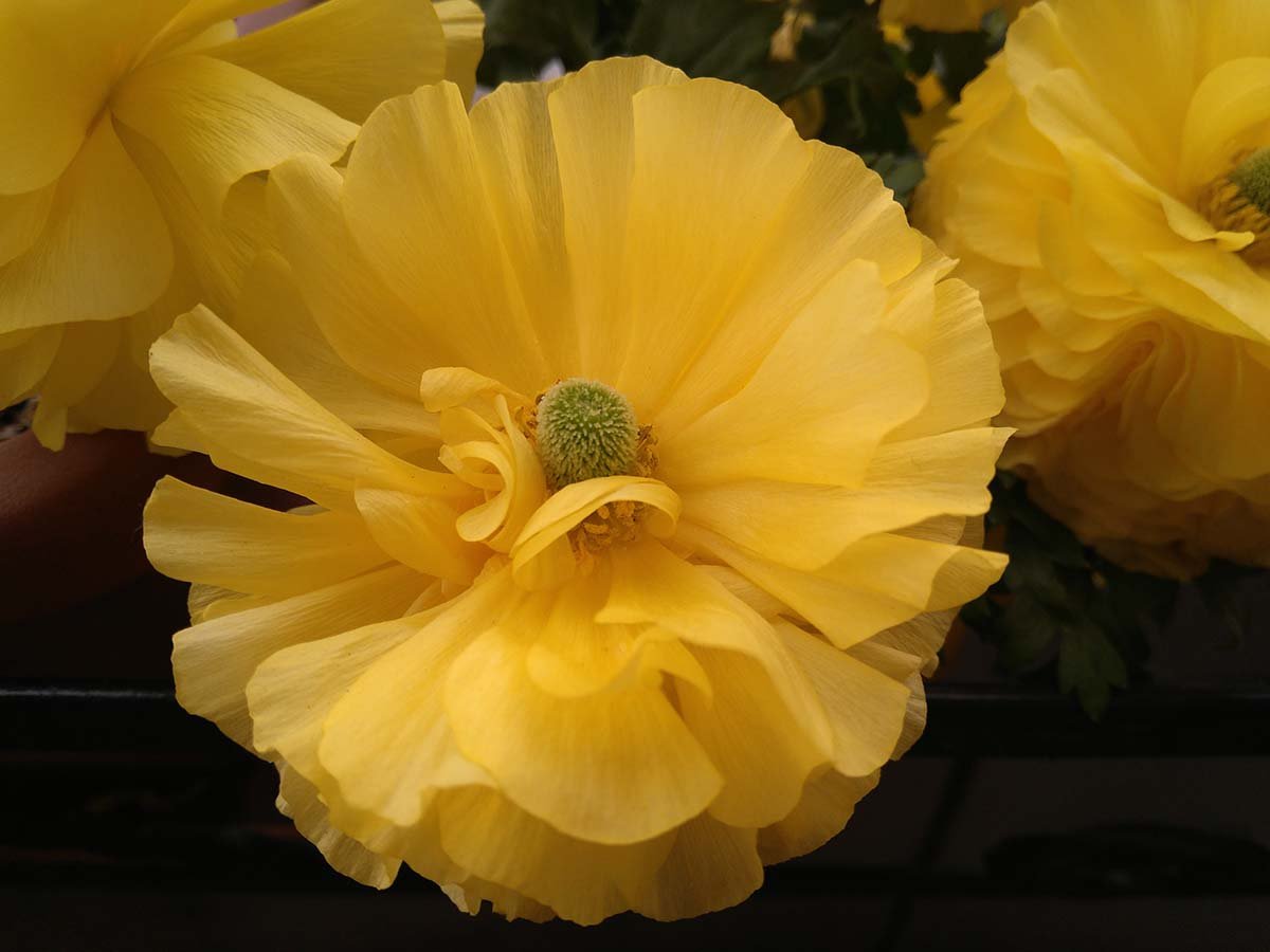 Una macro, si vede chiaramente il micromosso