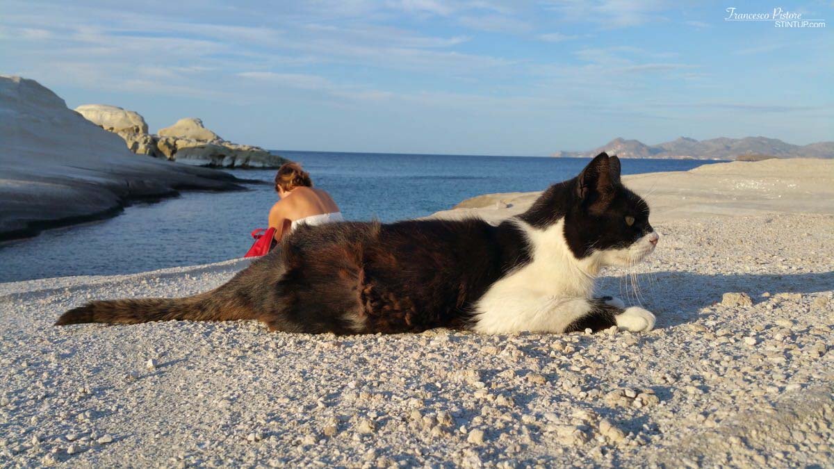 Il gatto di Sarakiniko (lui è sempre lì)