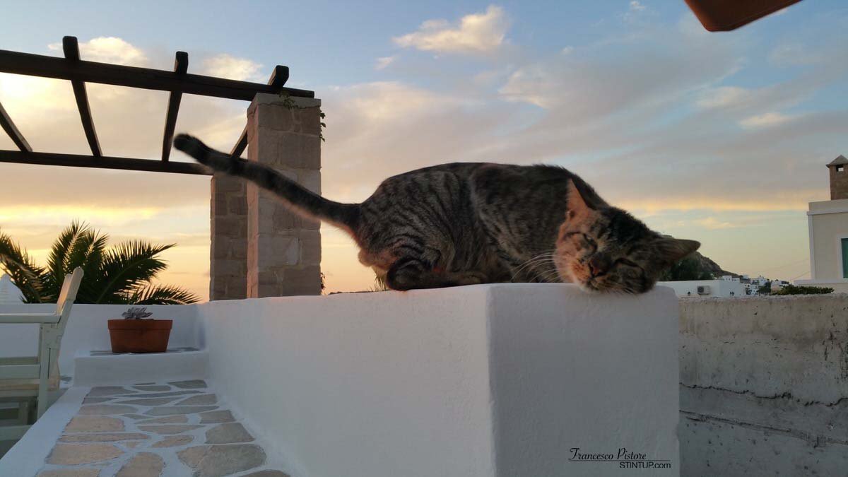 Uno dei tanti gatti della signora Chaido