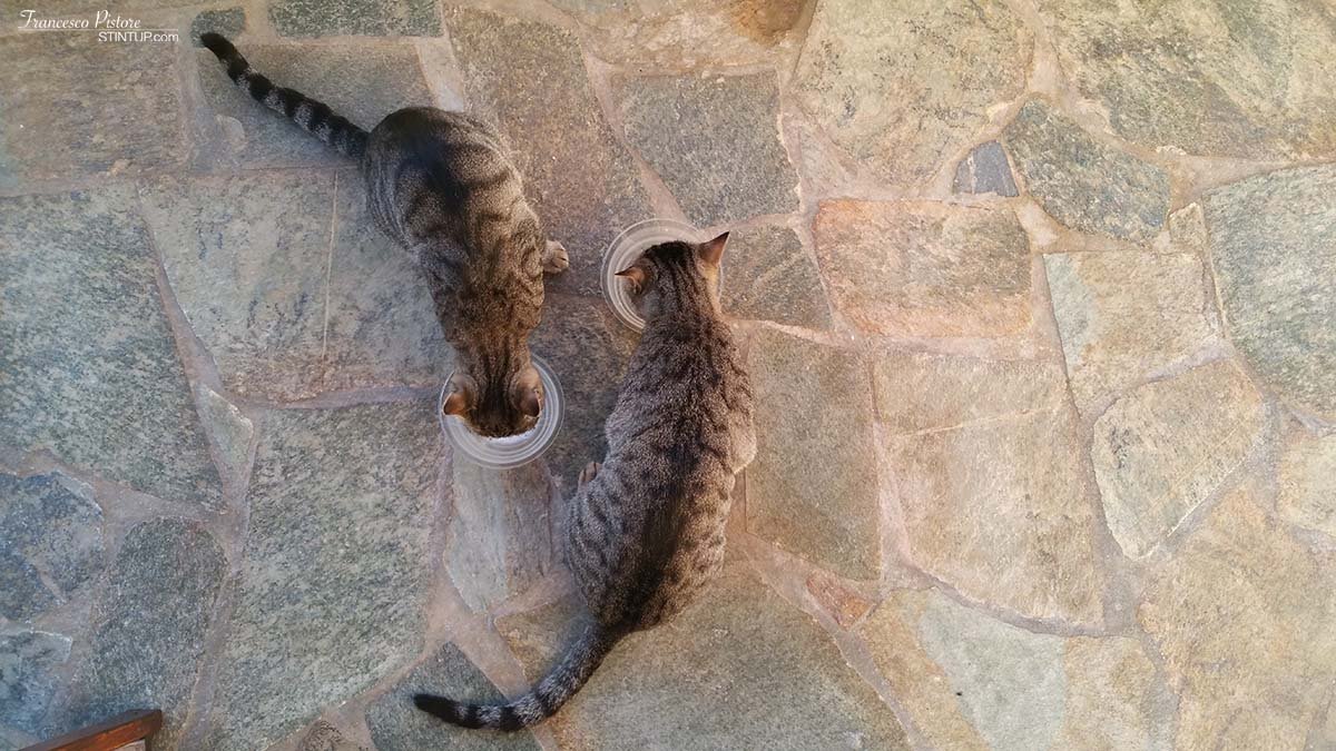 Colazione con i gattini della signora Chaido