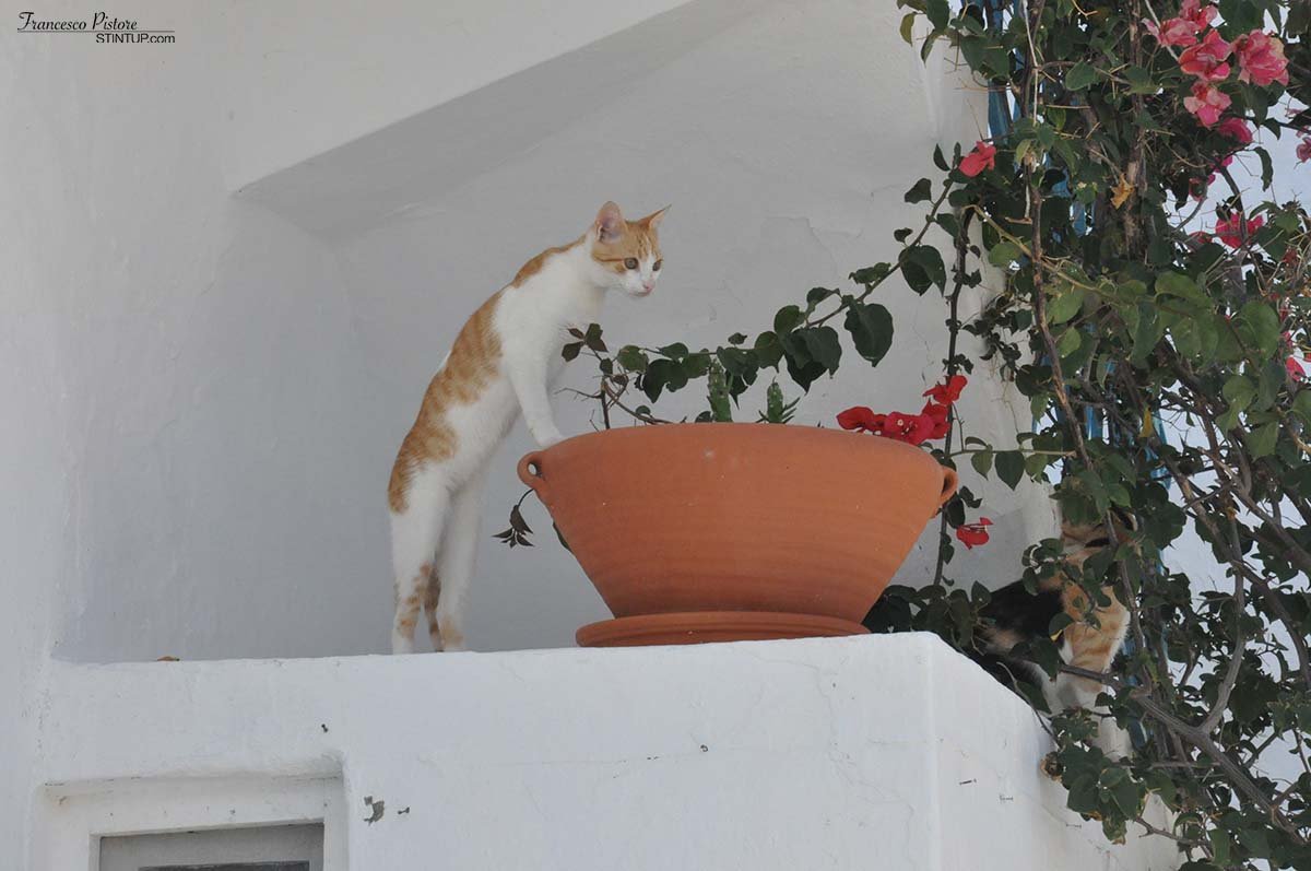 Milos. Plaka è il regno dei gatti