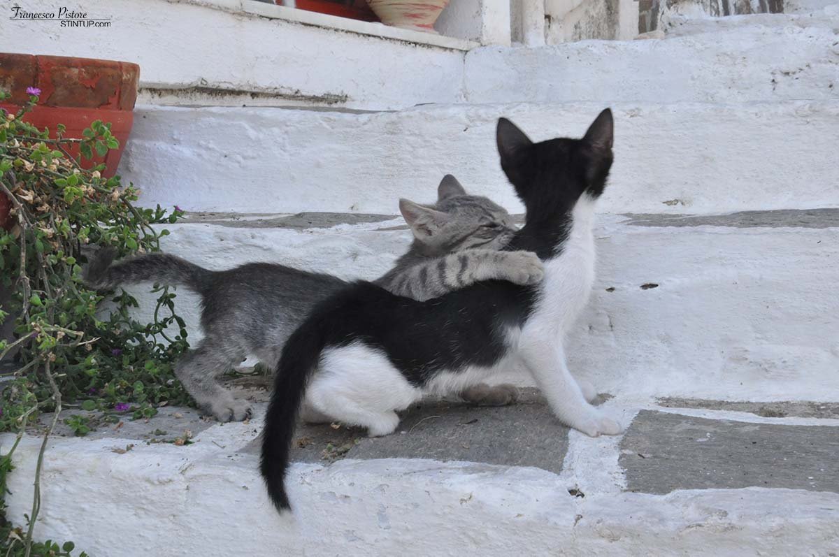 ...e dei gattini (1)