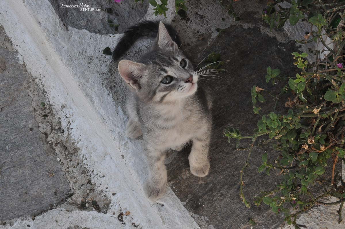 ...e dei gattini (2)