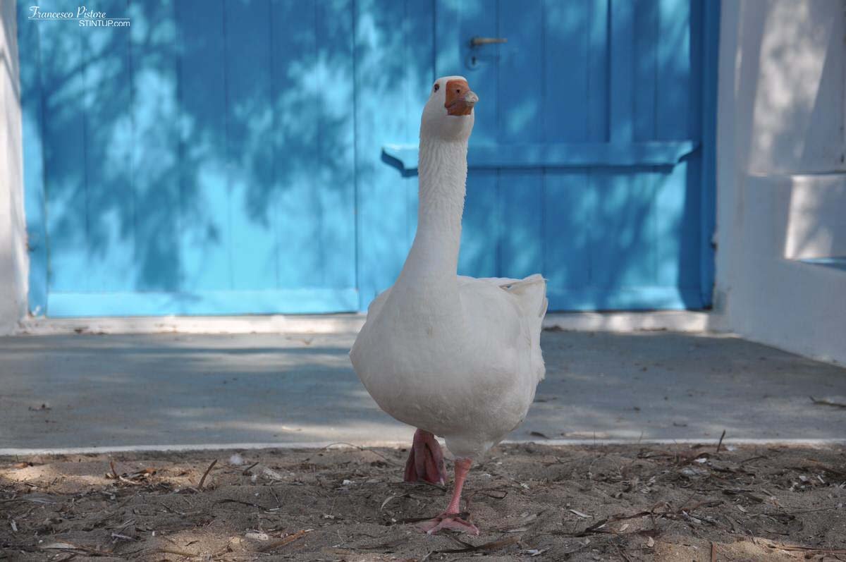 Milos. Le oche di Klima (ce ne sono due)