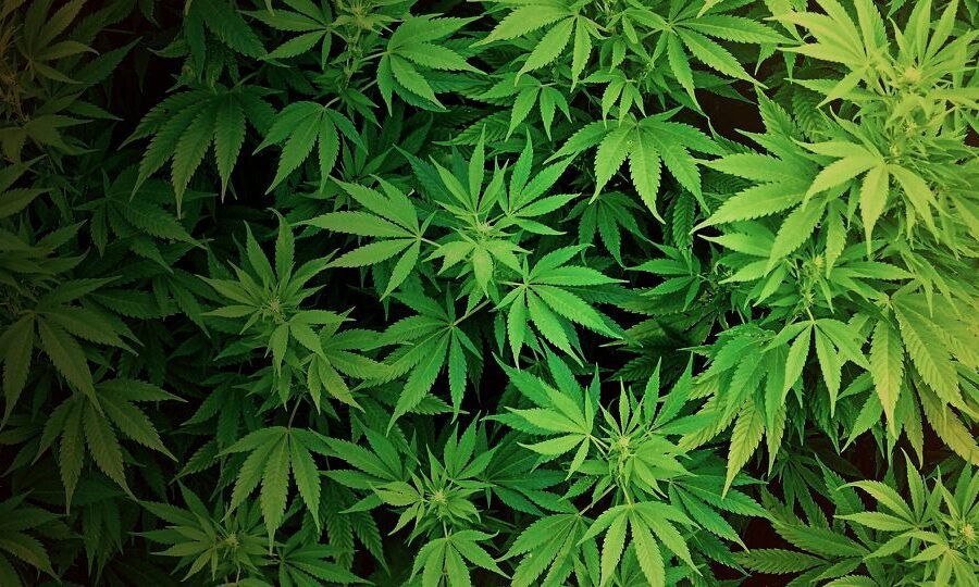 Privateer Holdings: la marijuana diventa "business" 2 weed wallpaper hd kn 1