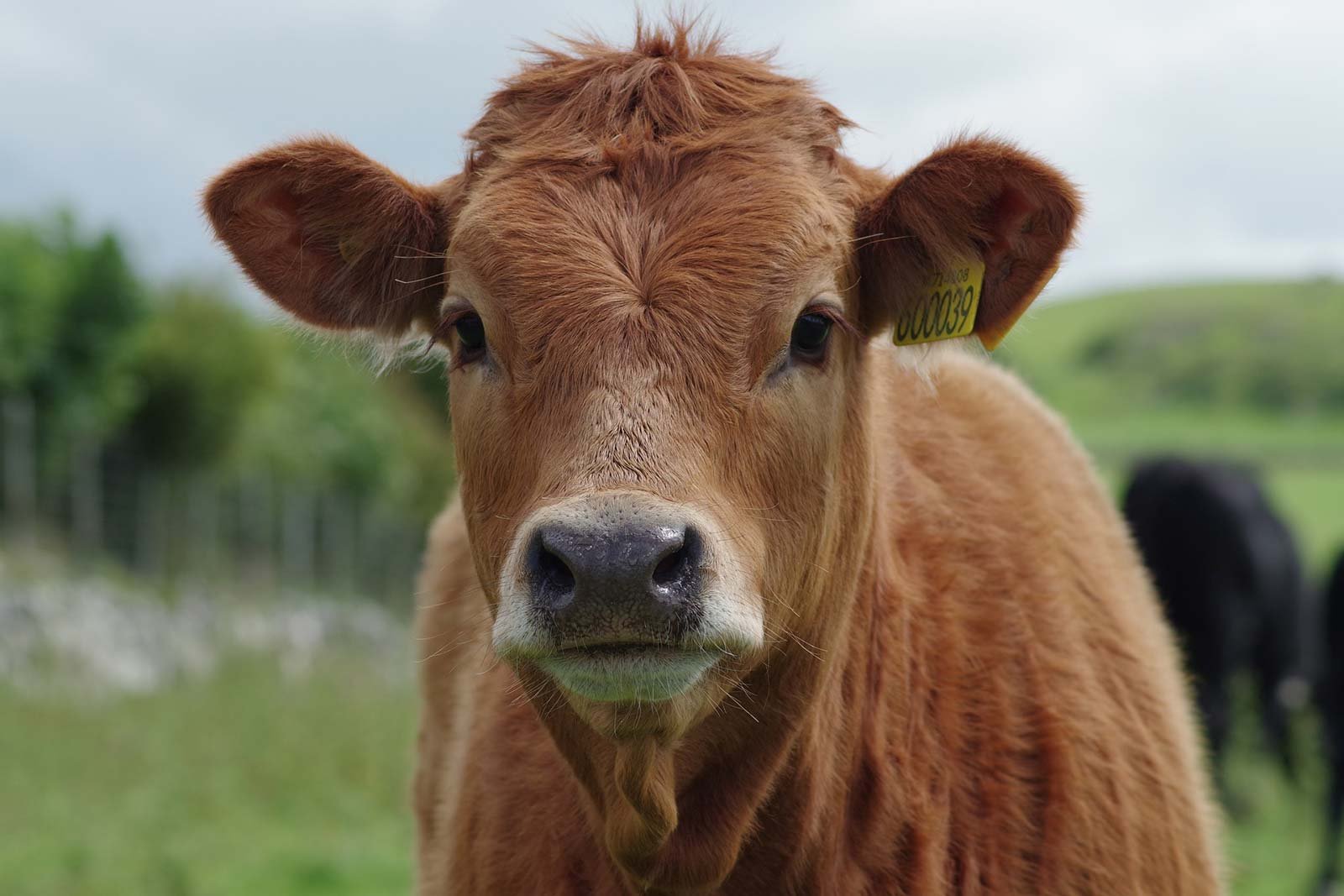 mucca