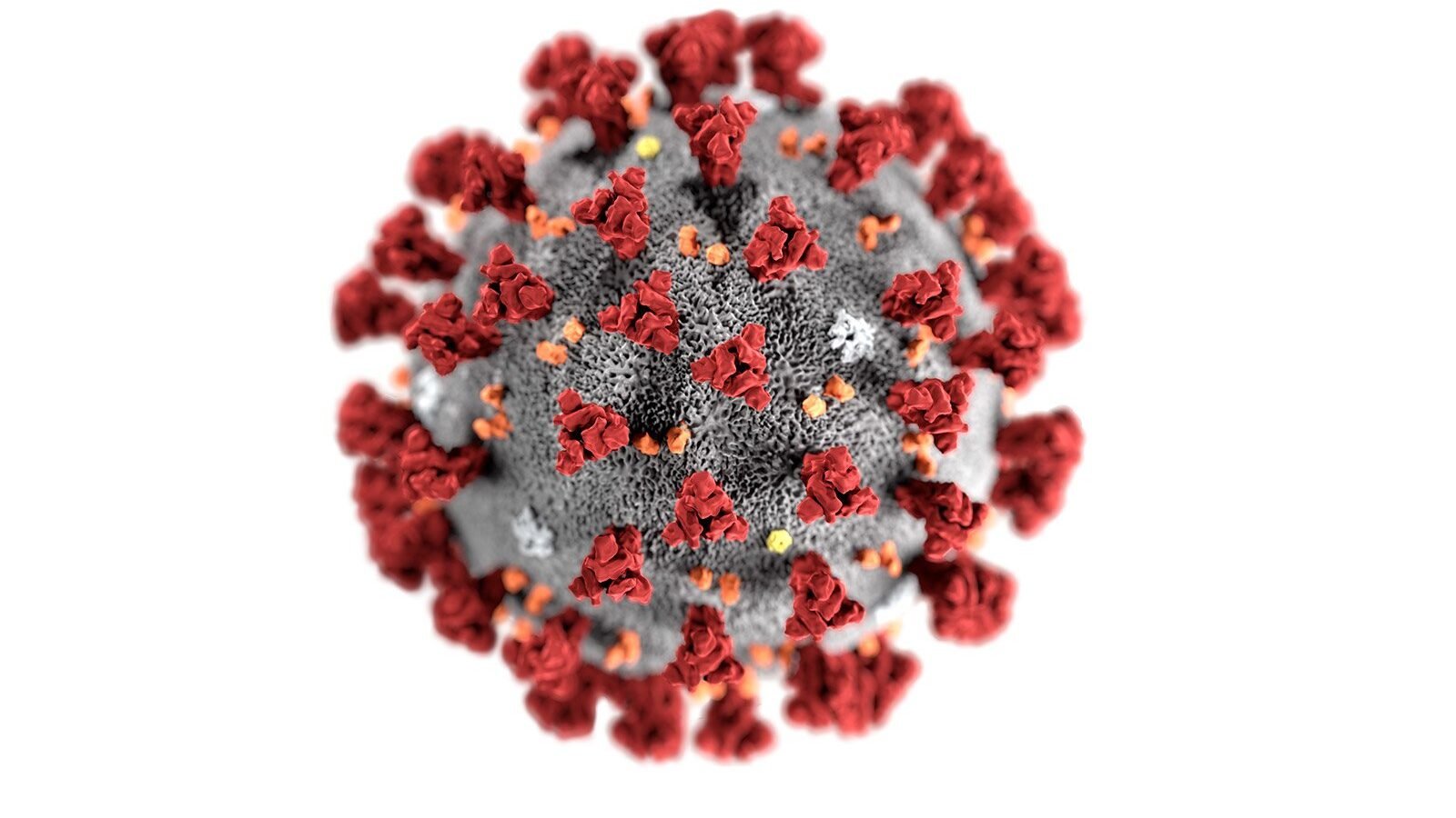 Il coronavirus fa volare in borsa le società che lavorano al vaccino 1 2019 nCoV CDC 23312 without background