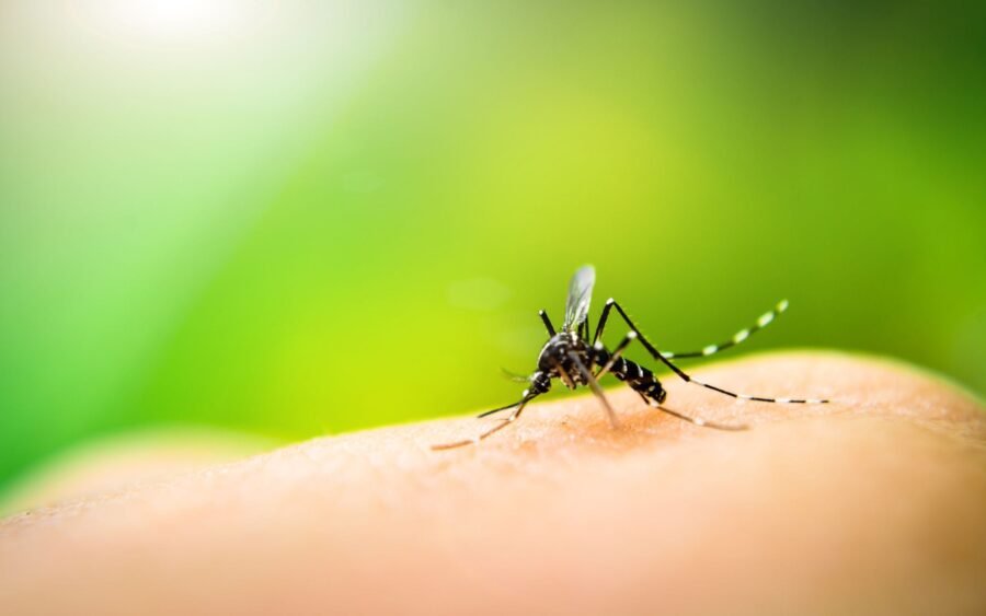 Zanzare geneticamente modificate, in Florida 750 milioni 2 OX5034 zanzara modificata florida