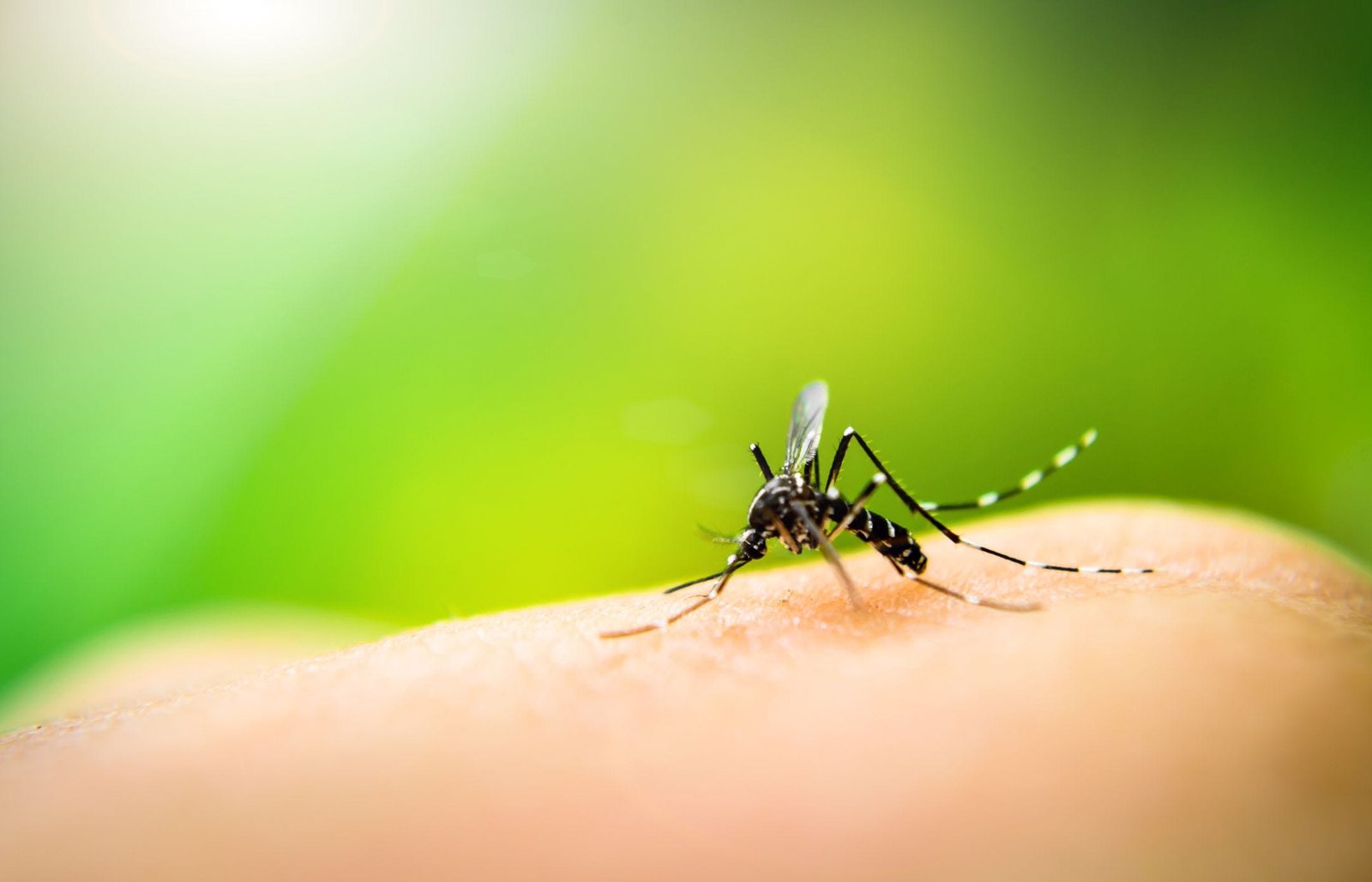 zanzare geneticamente modificate florida